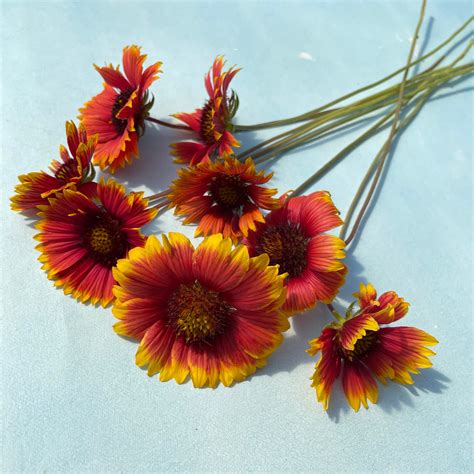 Indian Blanket Seeds – Hudson Valley Seed Company