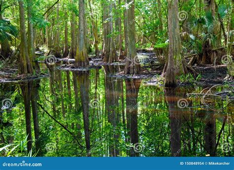 Swamp in Everglades National Park Stock Photo - Image of florida, swamp ...