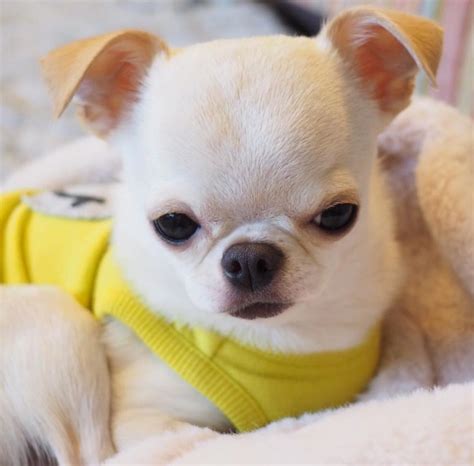 Pin on Cute chihuahua