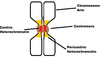 Difference Between Centromere and Kinetochore | Definition, Structure ...