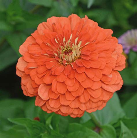 Coral Zinnia (Zinnia elegans) | Applewood Seed Company