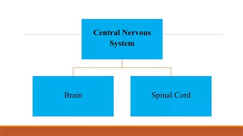 Classification of nervous system | PPTX