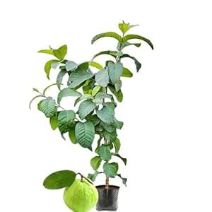 IXORA Guava KG Big size Amrood Variety Fruit (Air LayeringGrafted) Live ...