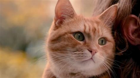 《流浪猫鲍勃2》定档8月6日 延续最后的温暖_娱乐频道_中华网