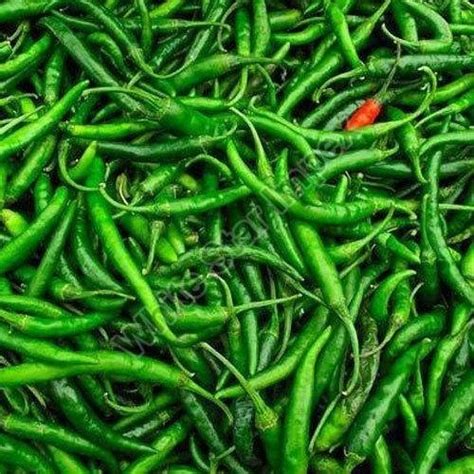 Indian Green Chilli Exporter, Supplier from Rajkot