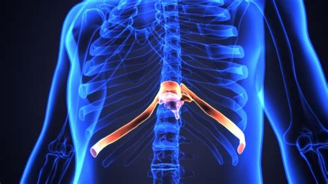 Human male muscle anatomy 3d illustration | Premium Photo