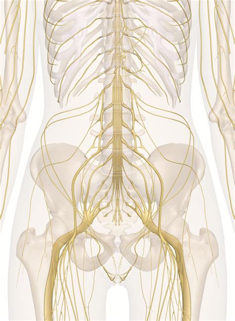 Female Lower Back Anatomy Internal Organs : Internal Organs Back View Photos And Premium High ...