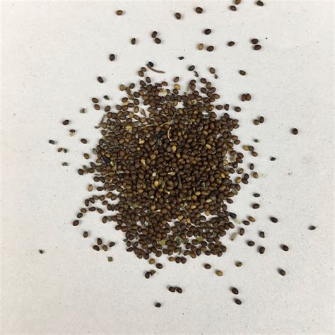 Tulsi Rama Plant Seeds | Herb Seeds