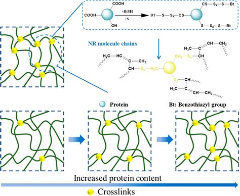 The role of natural rubber endogenous proteins in promoting the ...