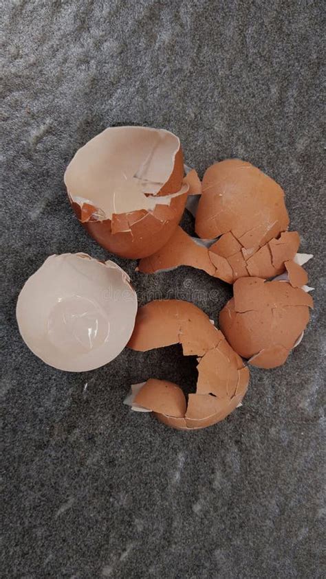 Image result for Outer Shell Egg