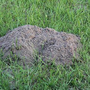 Fresh gopher mound in lawn
