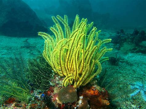Sea Lily