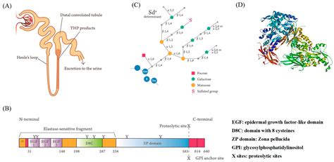Proteinuria De Tamm Horsfall