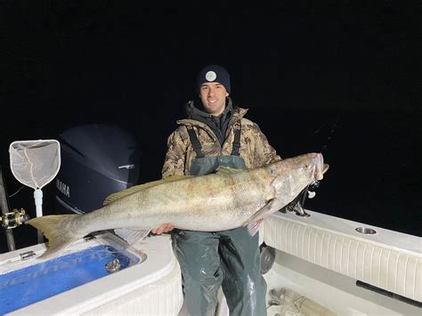 White Sea Bass Charters - Bight Sportfishing