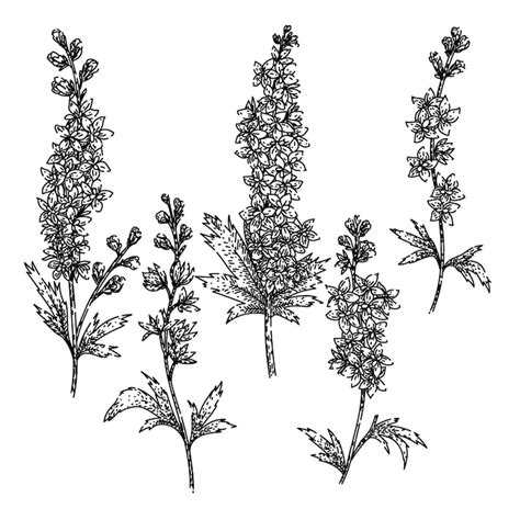 Bupleurum Vectors - Download Free High-Quality Vectors from Freepik ...