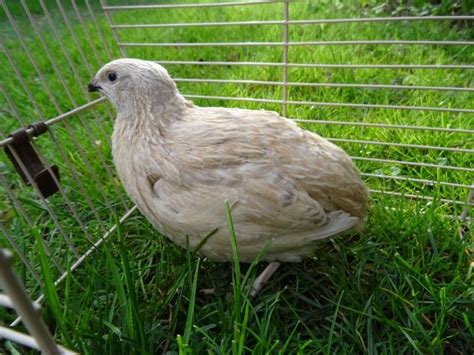 Tiere In Not Kleinanzeigen | Tiere In Not Annoncen | Tiere In Not ...