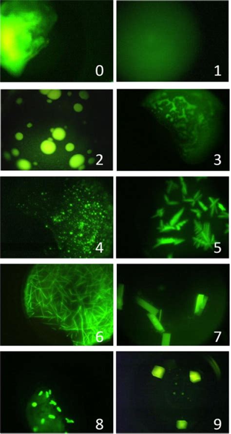 Image result for Protein Crystallization Screening