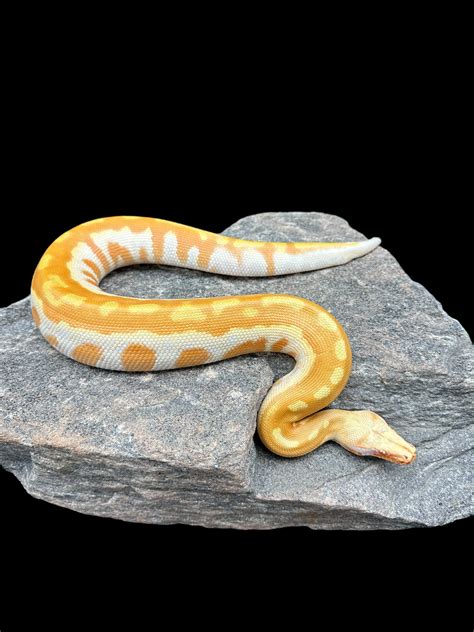 Matrix Blood Python 的图像结果