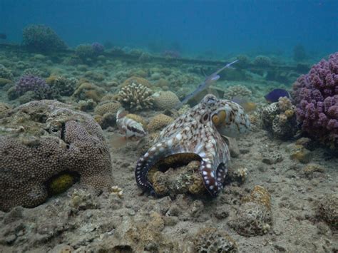 8 fascinating facts about octopuses—from their supersmarts to their favorite foods | National ...
