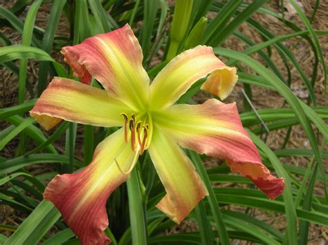 Katielou’s Lilies - ABOVE THE CLOUDS