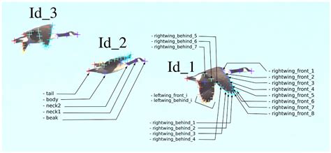 Stroke Asymmetry in Bird Wing Dynamics During Flight from Video Data