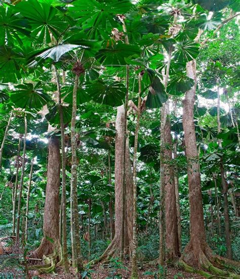 Rainforest Tree Types 的图像结果