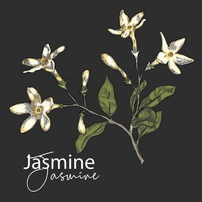 Jasmine JavaScript Logo 的图像结果