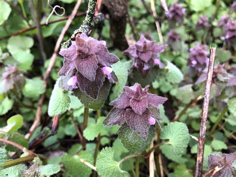 Wisconsin Wildflower | Purple (Red) Dead-nettle | Lamium purpureum