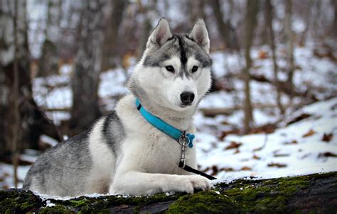 Wallpaper winter, snow, dog, husky for mobile and desktop, section ...