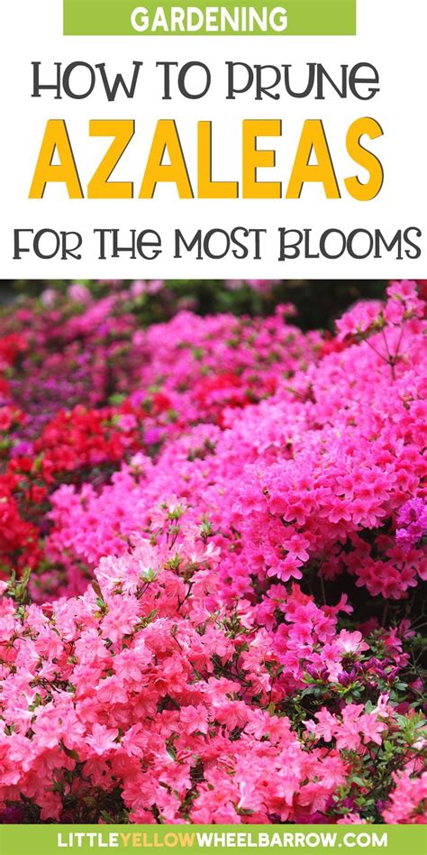 Image result for Azalea Pruning