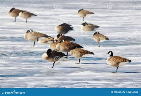 Flock Of Geese Royalty-Free Stock Photo | CartoonDealer.com #7934013