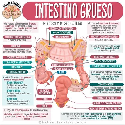 Pinterest | Intestino grueso, Anatomia y fisiologia humana, Anatomia y ...