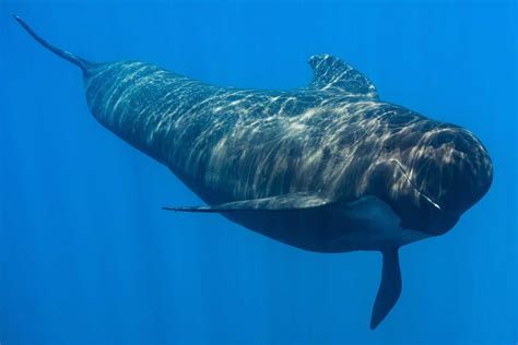 Ranking the 10 Fastest Sea Animals in the Ocean