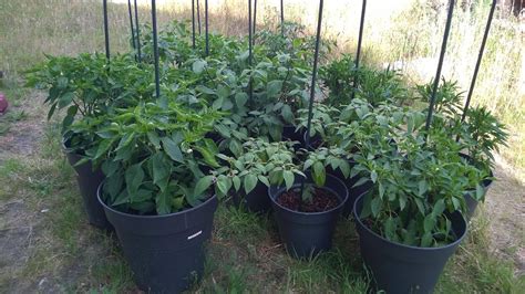 Bell Pepper Plants In Containers