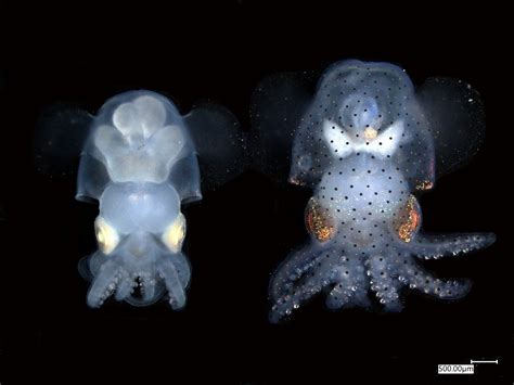 Squid Cephalopod