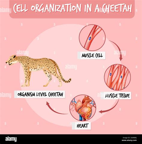 Cheetah Life Cycle