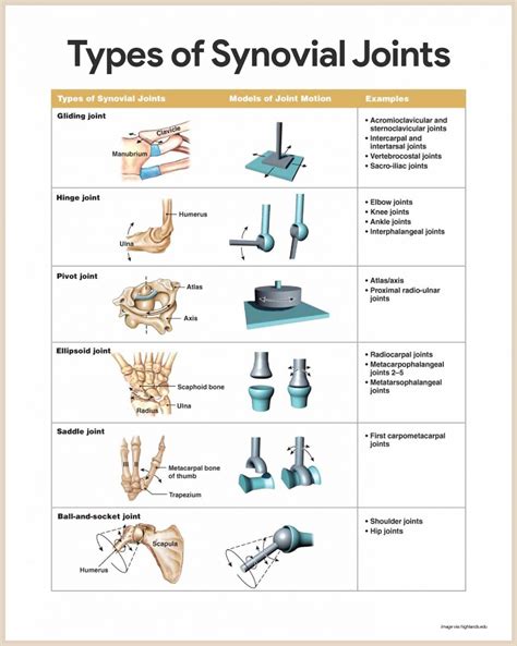 Types Of Joints And Their Functions at Fred Mounce blog
