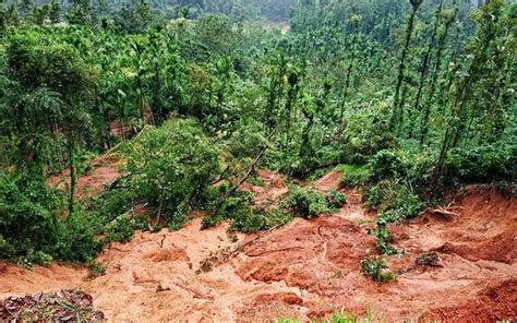 More Than 33% Of Ready-To-Harvest Coffee Crops In Karnataka Damaged Due ...