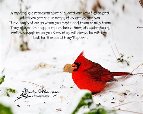 Quotes About Cardinals. QuotesGram | Bird quotes, Cardinal birds, Red birds