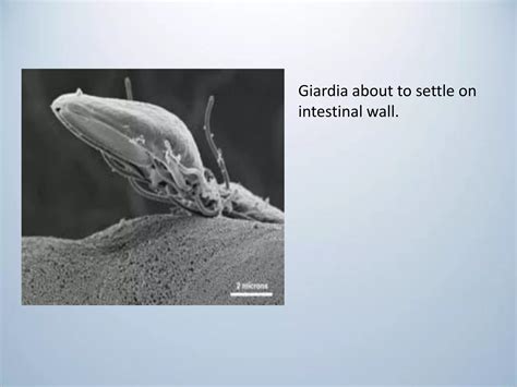 Classification of flagellates and giardia lamblia | PDF