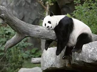日本上野动物园大熊猫真真出现怀孕征兆_凤凰网视频_凤凰网