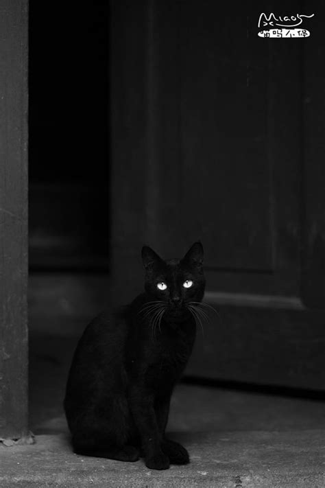 黑夜给了我黑色的眼睛 by iMiao5 on 500px.com | Cats and kittens, Cats, Animals