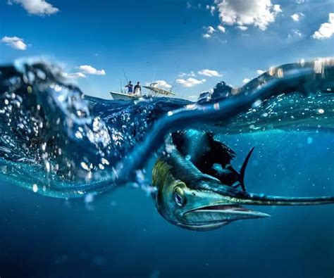 Image result for Humminbird Helix 9 Software Update