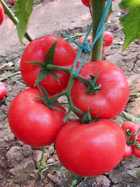 你见过几种番茄? 荷兰番茄种植网络tomatoworld访问 - 知乎