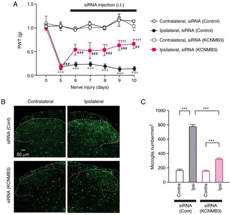 Image result for Mouse Intramuscular Injection