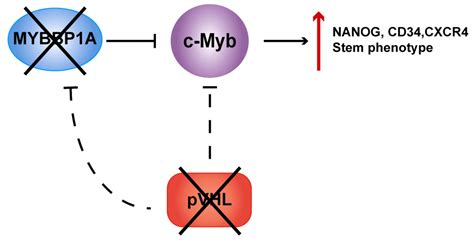 Loss of MYBBP1A Induces Cancer Stem Cell Activity in Renal Cancer