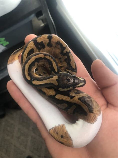 Image result for Scaleless Ball Python