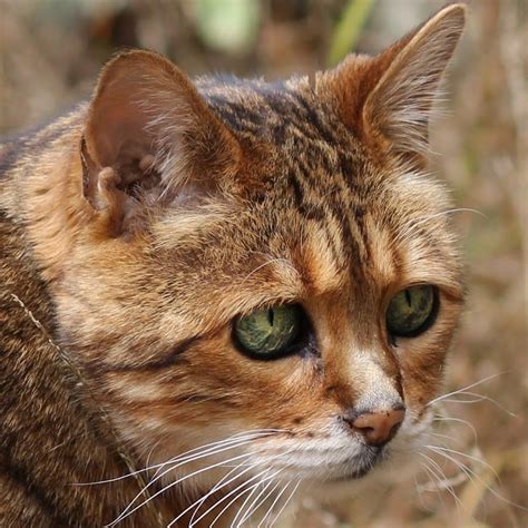 Image result for MIT Linear Algebra Lectures