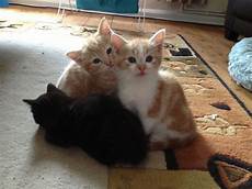 kittens for sale kittens for sale chipping norton oxfordshire kittens for sale kittens for sale chipping norton oxfordshire