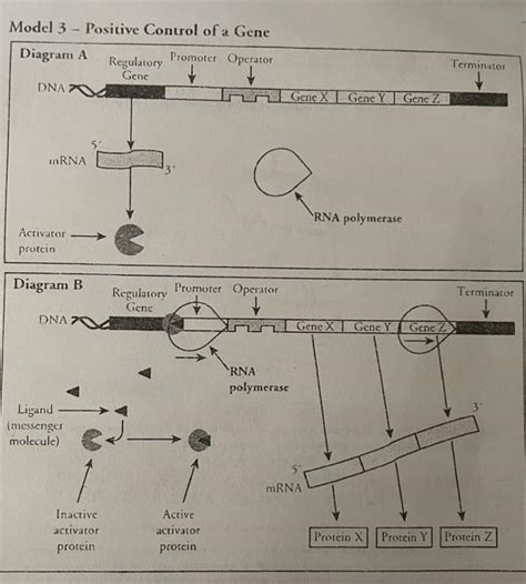 Image result for ATH Operon Positive Control